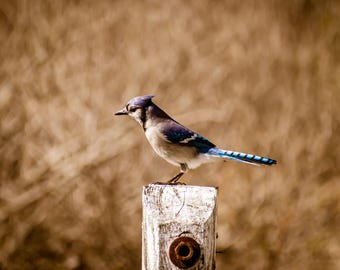 Blue Jay Photo – Bird Photography Print, Nature Wall Art