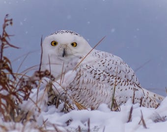 May include: A snowy owl with yellow eyes is partially hidden in a snowy field. The owl is facing the camera with its head tilted slightly to the side. The owl's feathers are white with brown markings. The background is a blurry blue sky with falling snow.
