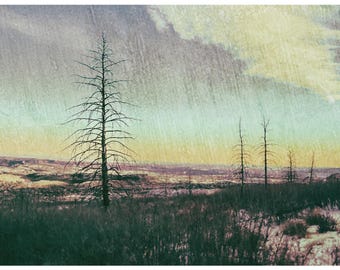 Forest Fire Remains Photo – Artistic Nature Photography, Environmental Wall Art 8x10