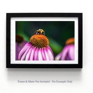 Bee on Flower Photo – Nature Photography Print, Pollinator and Floral Wall Art
