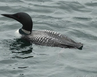 May include: A black and white loon with a red eye swims in a body of water. The loon has a long, pointed beak and a black head and neck. The body is covered in black and white spots.