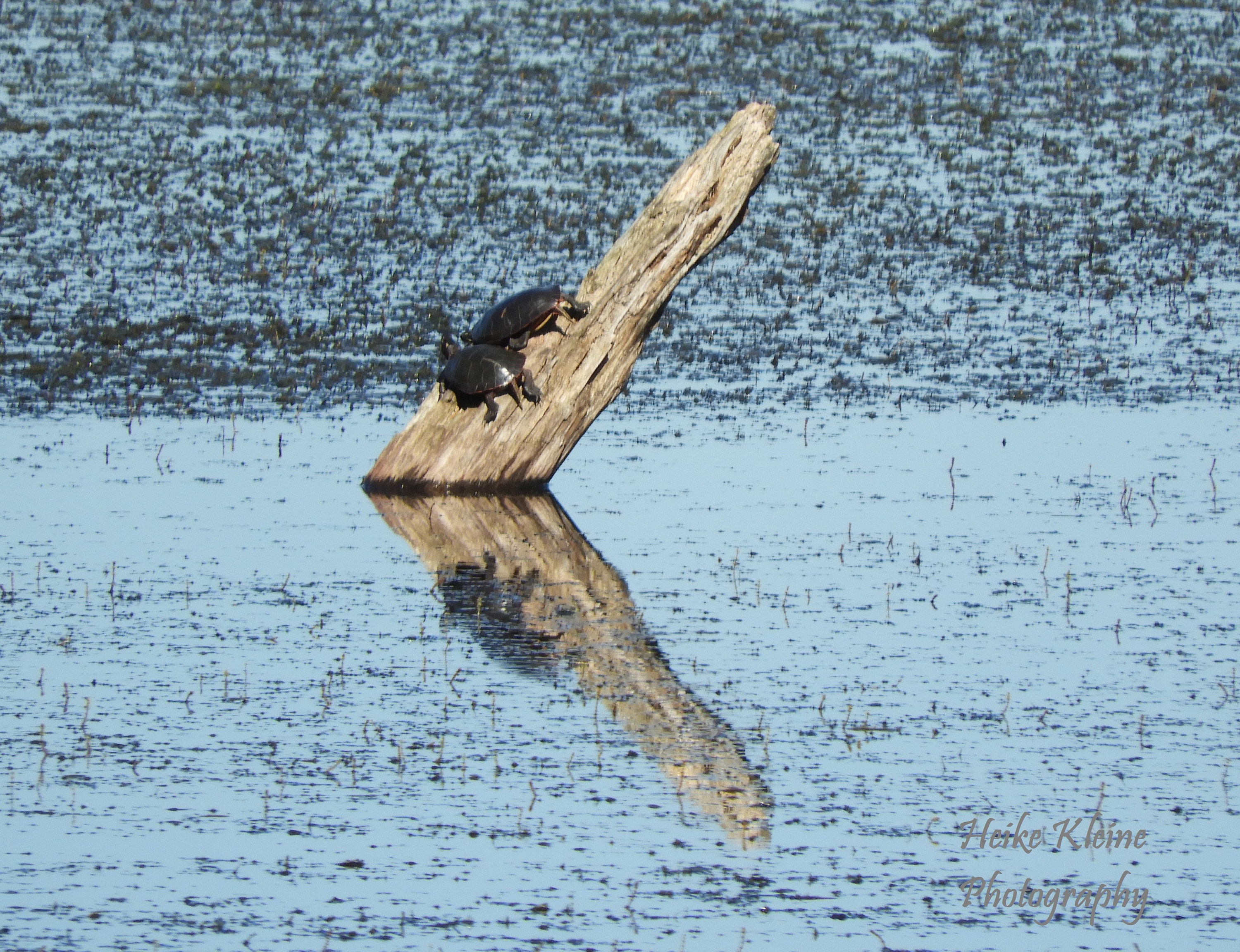 Painted Turtles Enjoying the Sun on a Wood Stump in a Pond