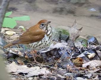 Wood Thrush Photo Print, Bird, Hylocichla mustelina, Endangered, Speckled Front, Northern American passerine bird