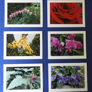 6 cartões em branco de felicitações/notas com fotos de flores e 6 envelopes