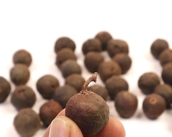 Bulk Natural Rudraksha Seeds With Shell, Nepalese Rudraksha Straight From The Tree, Price Per Pound
