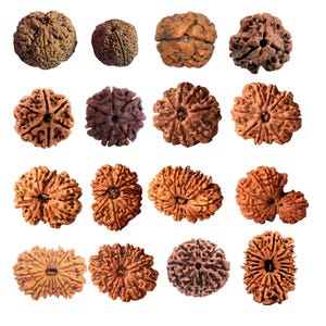 1 to 16 Faces (Mukhi) Premium Nepal Rudraksha, Collector Grade Large Himalayan Rudraksha Beads Spiritually Charged And Shipped From Nepal
