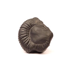 Piedra sagrada Shaligram de Nepal, fósil natural del río Kali Gandaki