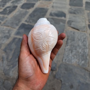Peut inclure: Un coquillage blanc avec un motif de fleur sculpté. La coquille est tenue dans la main d'une personne.