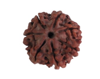 7-Faced Rudraksha (Saat Mukhi) – Premium Nepali Rudraksha Bead for Wealth, Prosperity, and Spiritual Balance