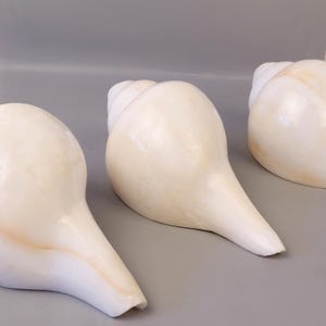 Peut inclure: Trois grands coquillages de conque de couleur crème avec une surface lisse et brillante. Les coquillages sont disposés sur une surface grise, mettant en valeur leur forme en spirale et leurs extrémités pointues. Esthétique naturelle et organique.