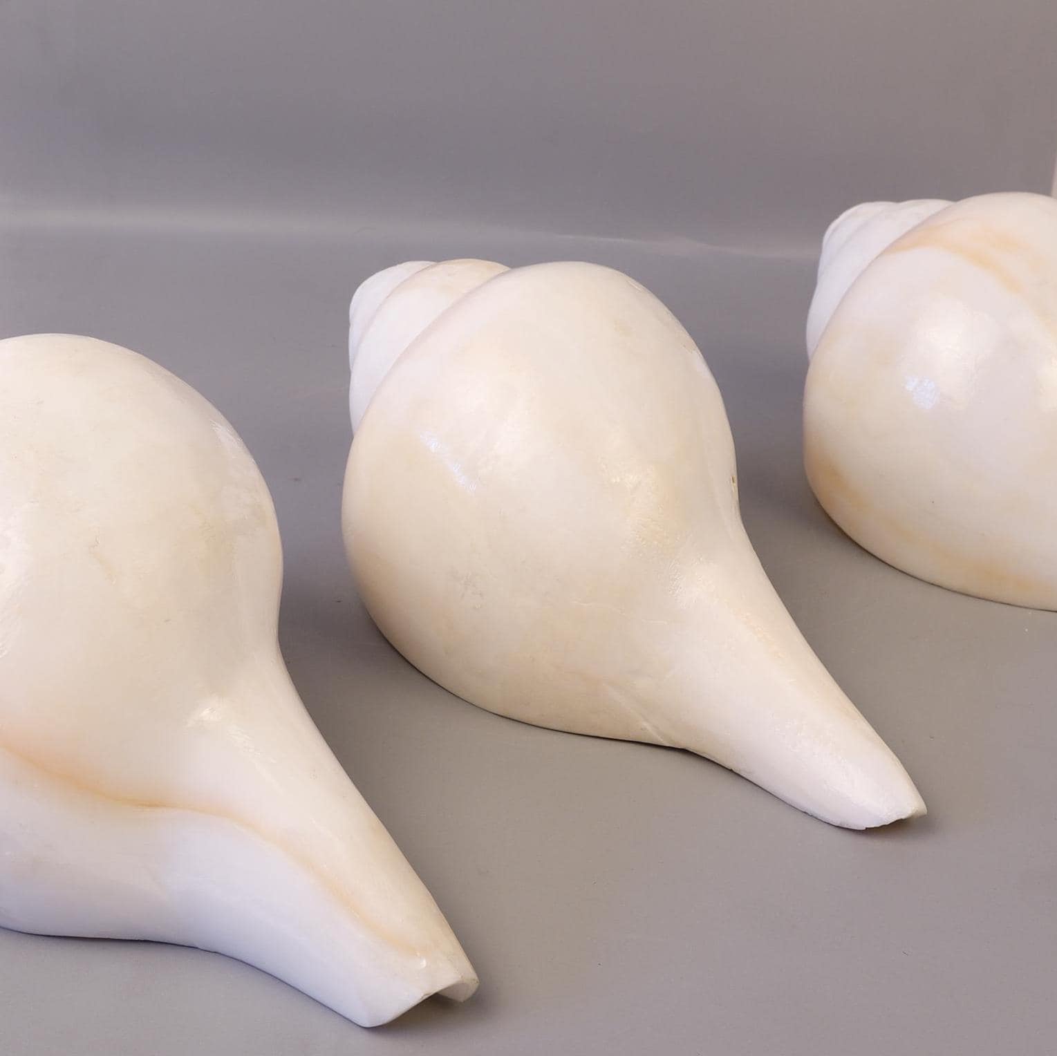 Blowing Conch Shell Shankha: Sacred Sound & Spirit - Turbinella