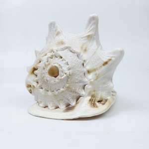 Peut inclure: Un grand coquillage blanc avec un motif en spirale et une surface texturée. La coquille a une forme naturelle et organique avec des marques brunes et une ouverture centrale. C'est un objet décoratif.