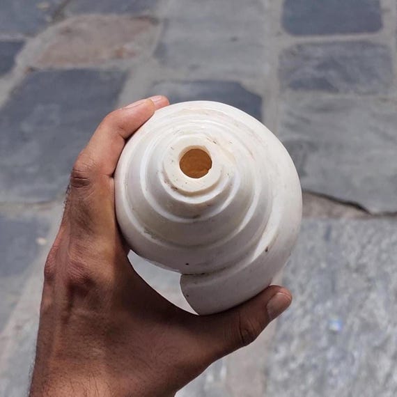 Rare 5-line Shankha Conch Shell: Sacred Spiritual Cleansing Decor