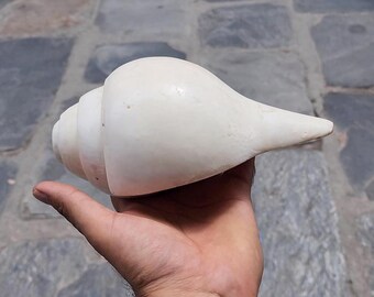 Rare 5-line Shankha Conch Shell: Sacred Spiritual Cleansing Decor