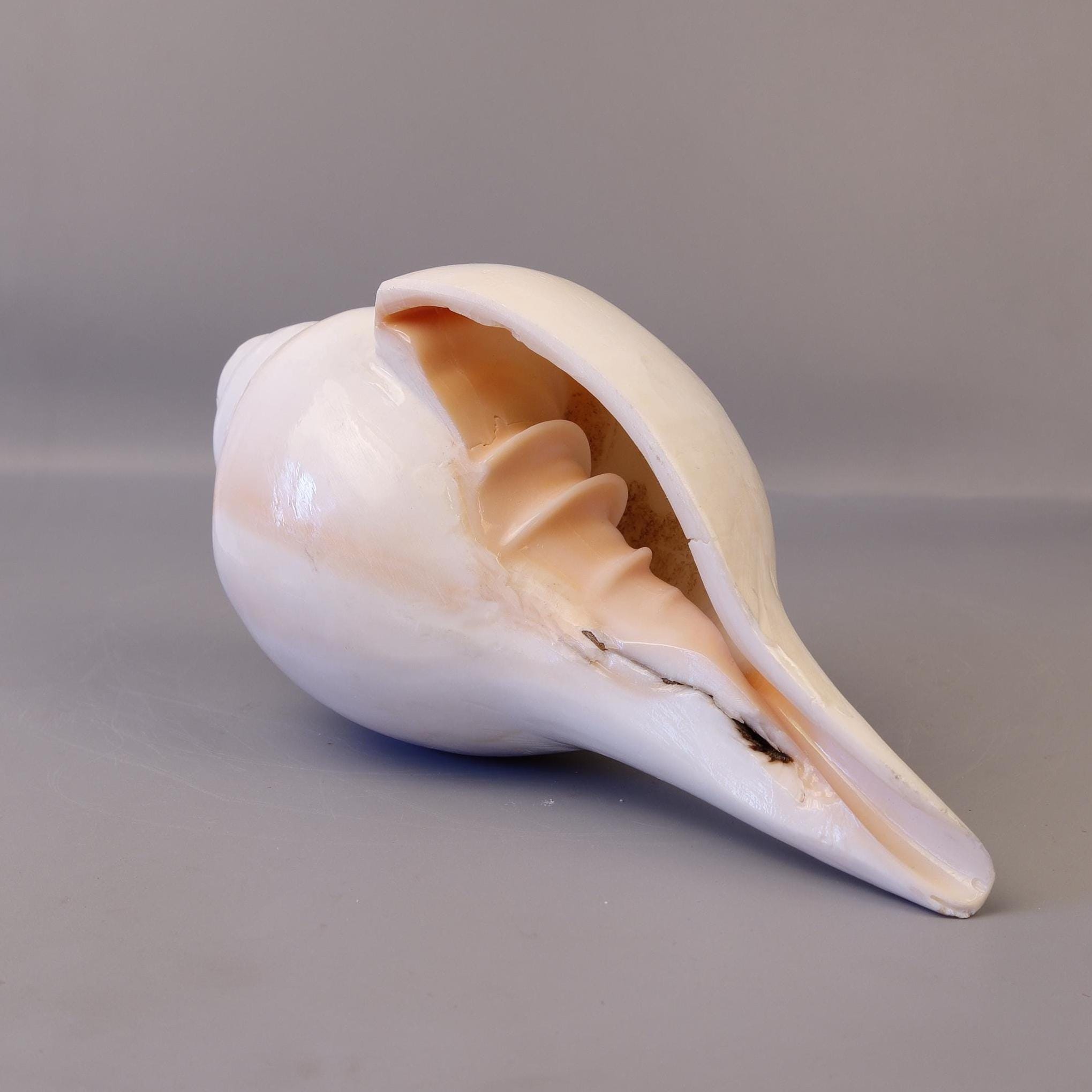 Blowing Conch Shell Shankha: Sacred Sound & Spirit - Turbinella