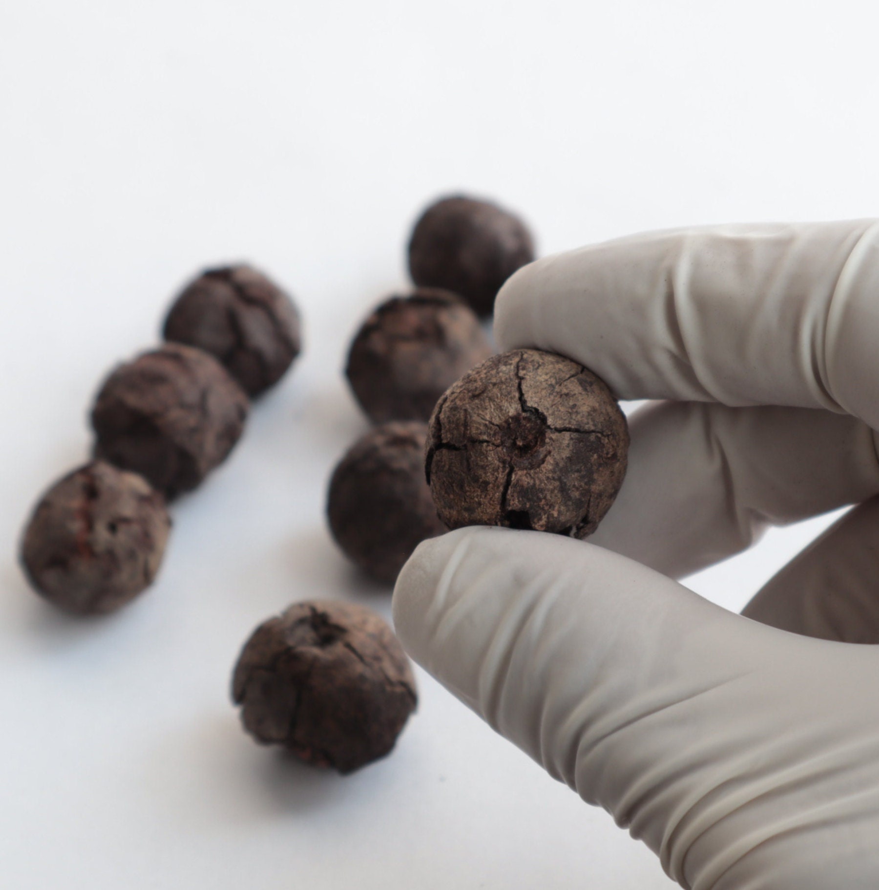 Natural Rudraksha Seed With Shell Natural Rudraksha Seeds Rudraksha ...