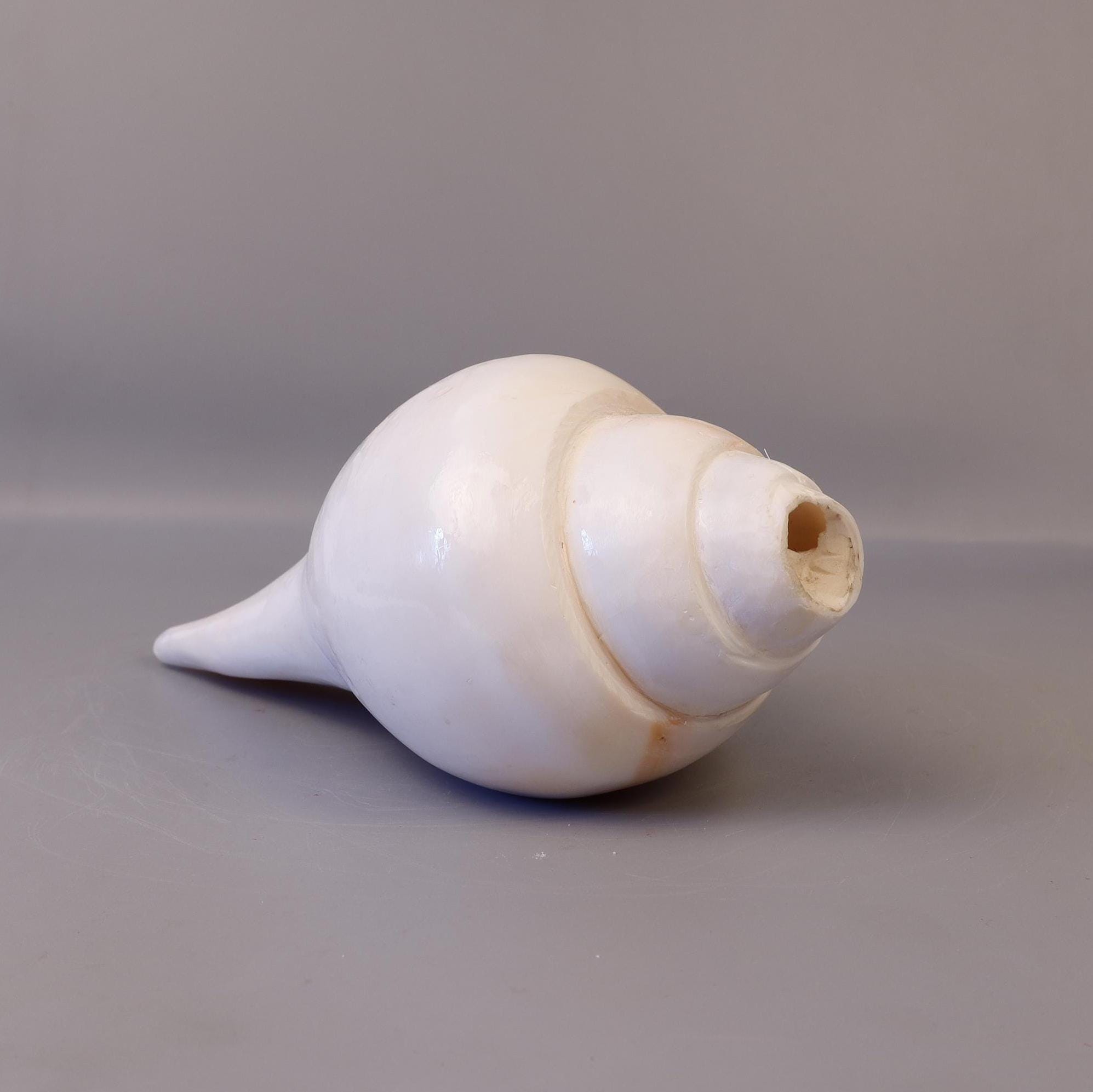 Blowing Conch Shell Shankha: Sacred Sound & Spirit - Turbinella
