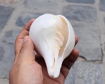 Rare 5-line Shankha Conch Shell: Sacred Spiritual Cleansing Decor