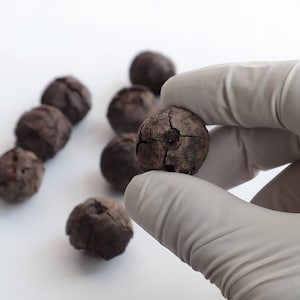 Bulk Nepalese Rudraksha  With Shell | Natural Rudraksha Seeds DYI Project | 100% Real Rudraksha Seeds HandPicked in Nepal | Price Per Pound