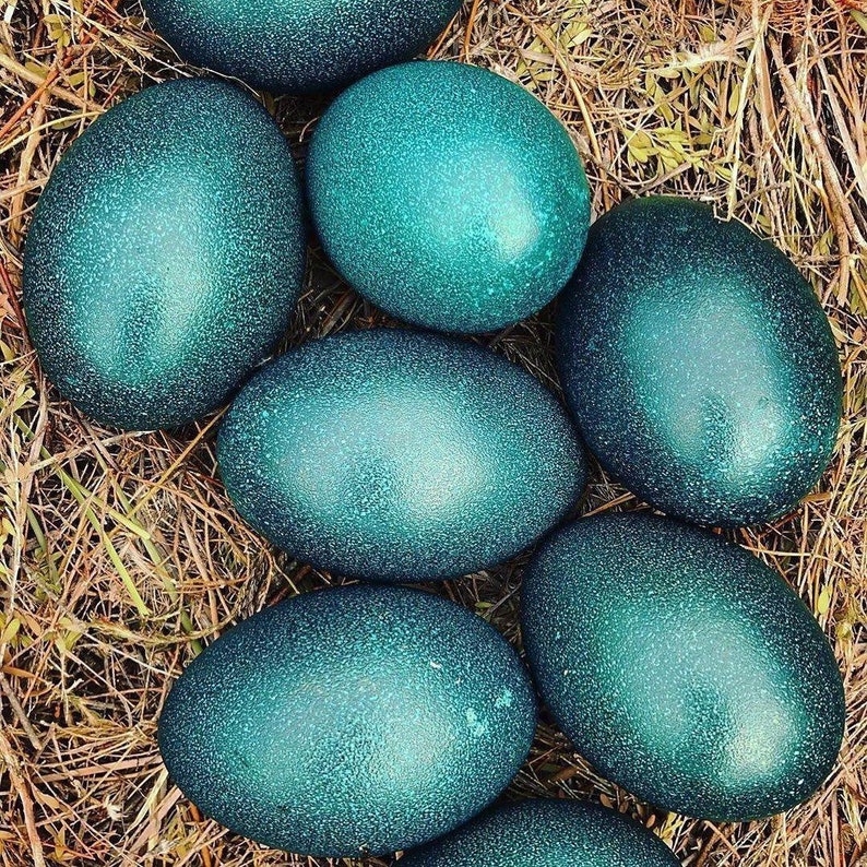 Emu Hatching Eggs PRE ORDER image 0