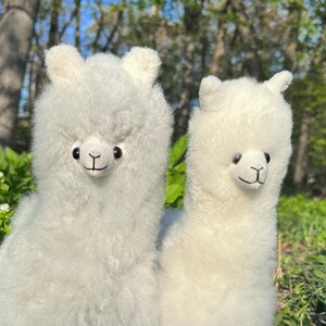 Op de afbeelding: Twee witte, pluche alpaca's met zwarte ogen en neuzen. De knuffels zitten naast elkaar, de grotere links en de kleinere rechts.