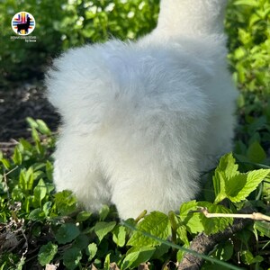 Op de afbeelding: Close-up van de achterkant van een witte, pluche lama, met groen gebladerte op de achtergrond.