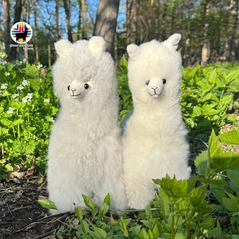 Op de afbeelding: Twee witte alpaca knuffels die in een grassig gebied zitten. De alpaca links kijkt naar de camera, terwijl de alpaca rechts iets naar links kijkt. Beide alpaca knuffels hebben zwarte ogen en zwarte neuzen.