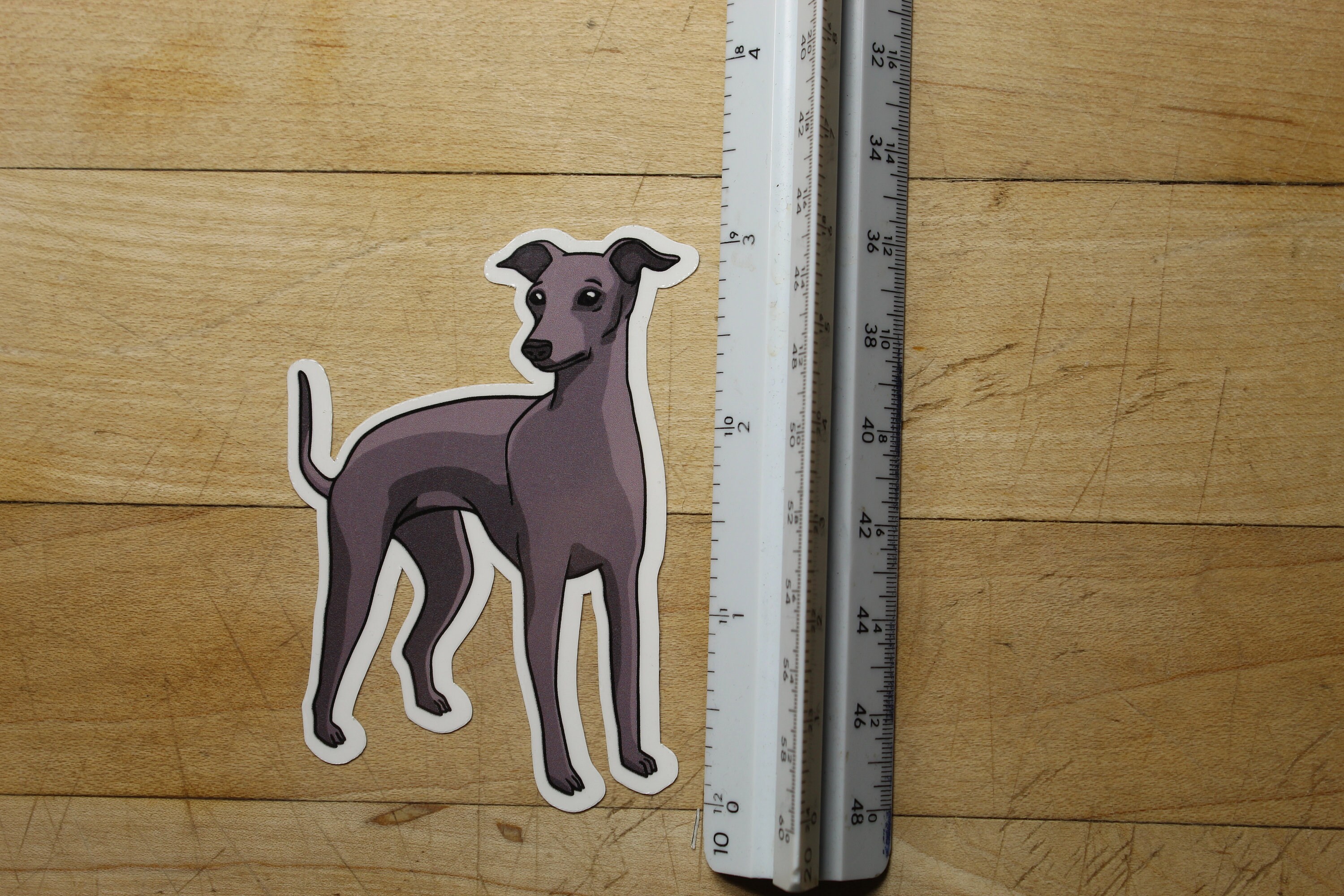 Do Italian Greyhounds Run Away