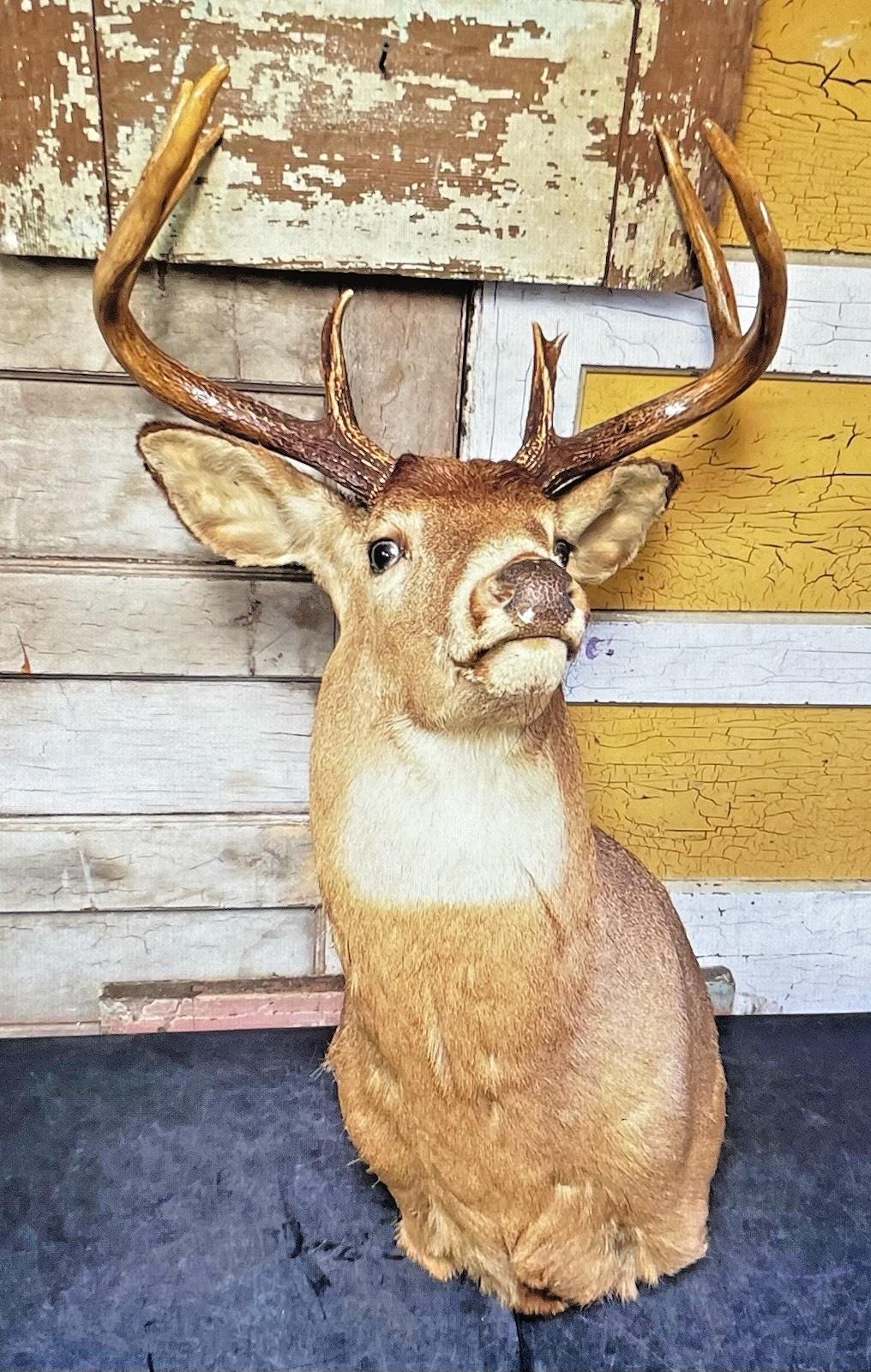 Taxidermey Mounted Deer Head - Etsy