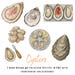7 Watercolour Oyster Clipart PNG – Hand Painted Seafood Illustrations ...