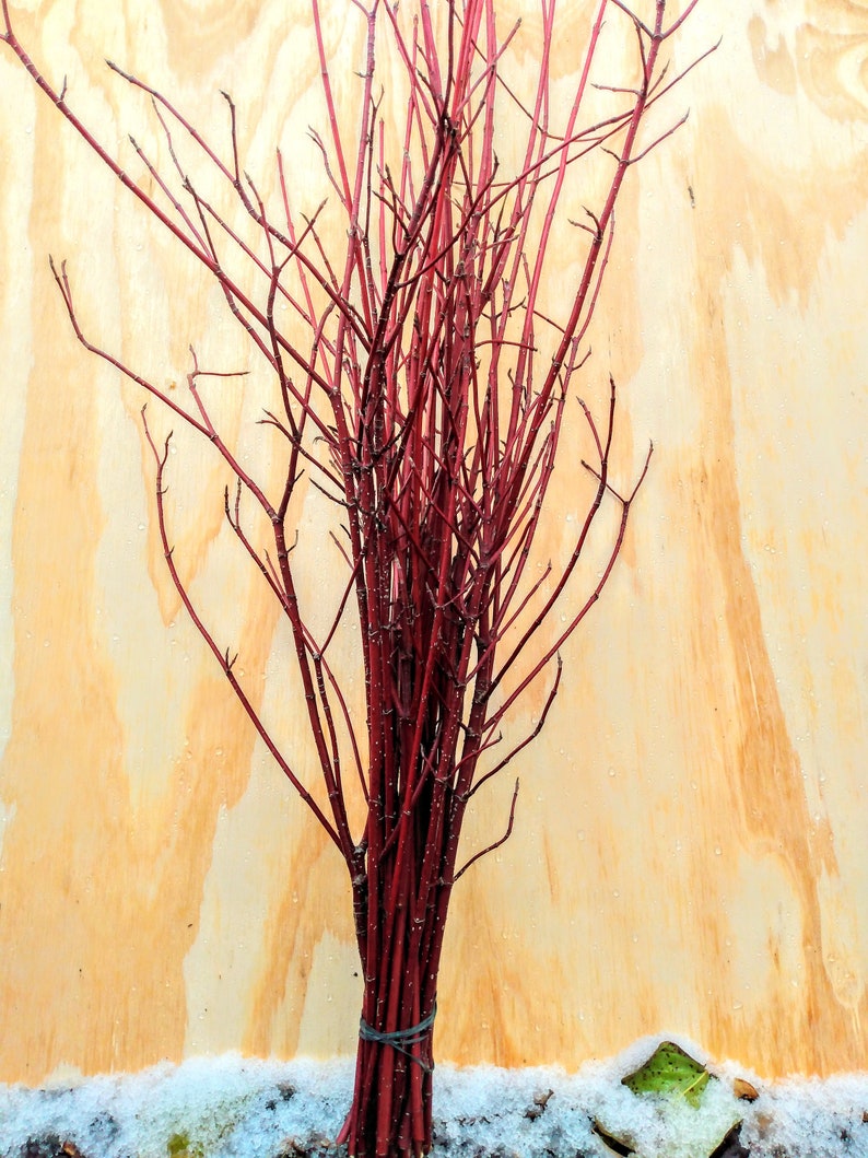 Red Twig Dogwood Stems / Twigs/ Sticks. Various sizes ...