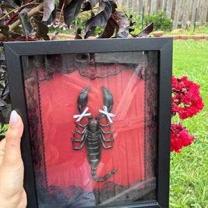 May include: A black rectangular shadow box frame containing a preserved dark brown scorpion centered on a bright red fabric background. The scorpion is adorned with two small white bows on its claws. The display is bordered by black lace trim.