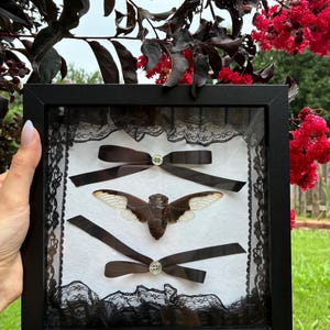 May include: A square black shadow box frame containing a preserved brown cicada specimen centered between two dark brown satin ribbons, each secured with a small white button, all set against a white background framed by black lace trim.