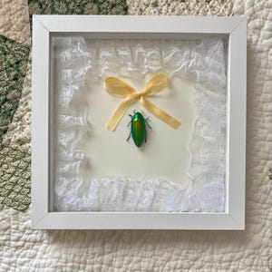 Lace Green Jewel Beetle frame, Sternocera Aequisignata