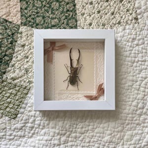 May include: A framed display featuring a preserved brown stag beetle centered on a cream-colored background. The specimen is accented by white lace trim and two small, light pink ribbon bows placed in the top-left and bottom-right corners.