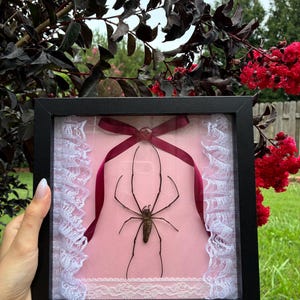 May include: A preserved brown spider mounted inside a black square frame on a light pink background. The display features white lace trim along the sides and bottom, accented by a dark red ribbon tied in a bow at the top center with a small button.