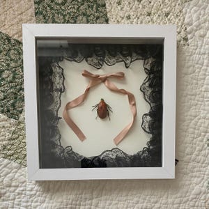 May include: A square white shadow box frame containing a brown beetle specimen centered on a cream background. The interior perimeter is lined with black lace trim, and a light pink satin ribbon bow is positioned directly above the beetle.