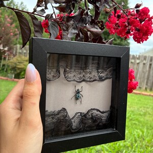May include: A square black shadow box frame containing a preserved beetle with a dark body and bright blue spots. The beetle is centered between two horizontal strips of black lace trim against a plain, light gray background inside the frame.