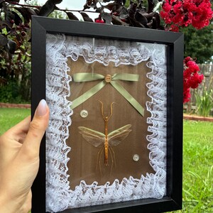 May include: A black rectangular shadow box frame containing a preserved brown stick insect with spread wings. The display features a sage green ribbon bow with a small button center, two additional white buttons, and a white lace trim border.
