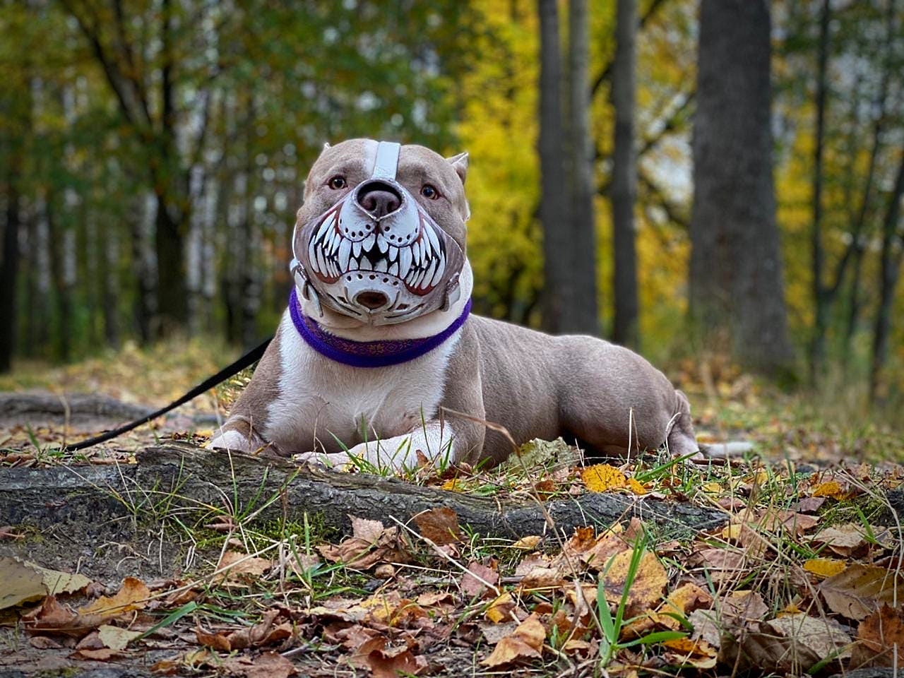 Leder Hund Schnauze Hund Schnauze mit Zähnen Hund Schnauze Etsy