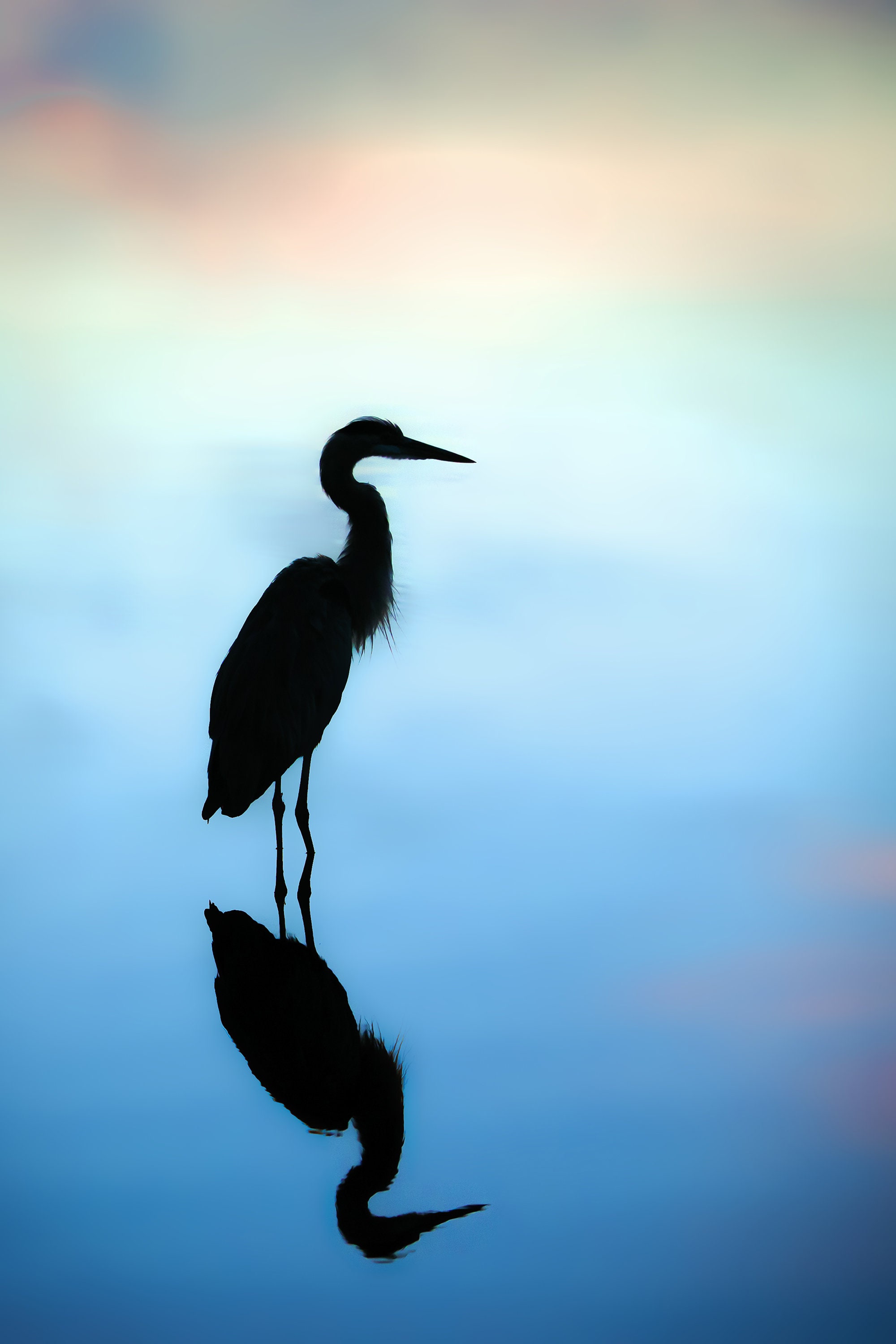 Large Wall Art, Great Blue Heron, Wall Art, Large Bird Print, Wildlife