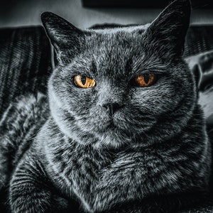 Cool Black Cat Black Cat Print Wall Art Poster Art Print Cat Print Decor Gift Black Cat Portrait