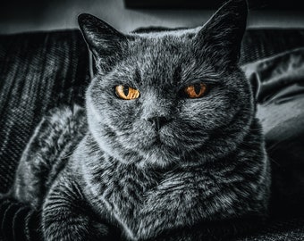 クールな黒猫黒猫プリント壁アートポスターアートプリント猫プリント装飾ギフト黒猫ポートレート