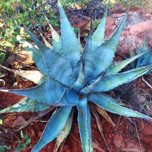 May include: A close-up of a vibrant blue-green agave plant with sharp, pointed leaves. The plant's leaves radiate outwards from a central point, with reddish-brown tips and edges. The background features red soil and sparse vegetation.