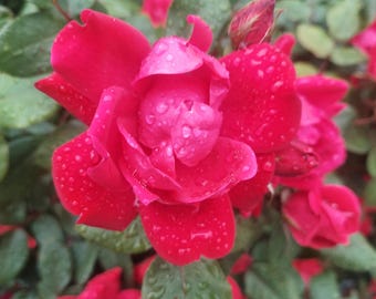 Red Rose Photo: Pink & White Flowers (Digital Download)