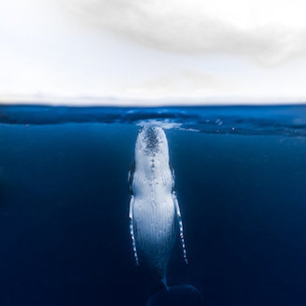 The Surface - Humpback Whale Underwater - Ocean Photography Print