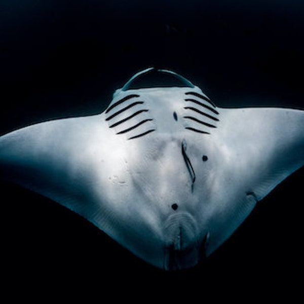 Night Flight - The Manta Ray - Underwater Ocean Photography Print