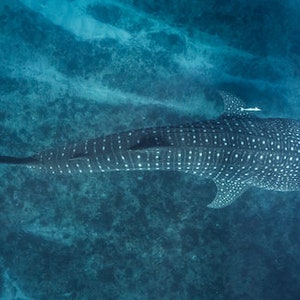 The Whale Shark - Underwater Ocean Photography Print - Spots and stripes