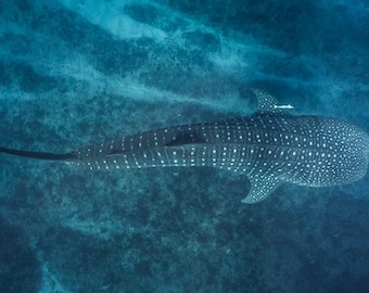 The Whale Shark - Underwater Ocean Photography Print - Spots and stripes