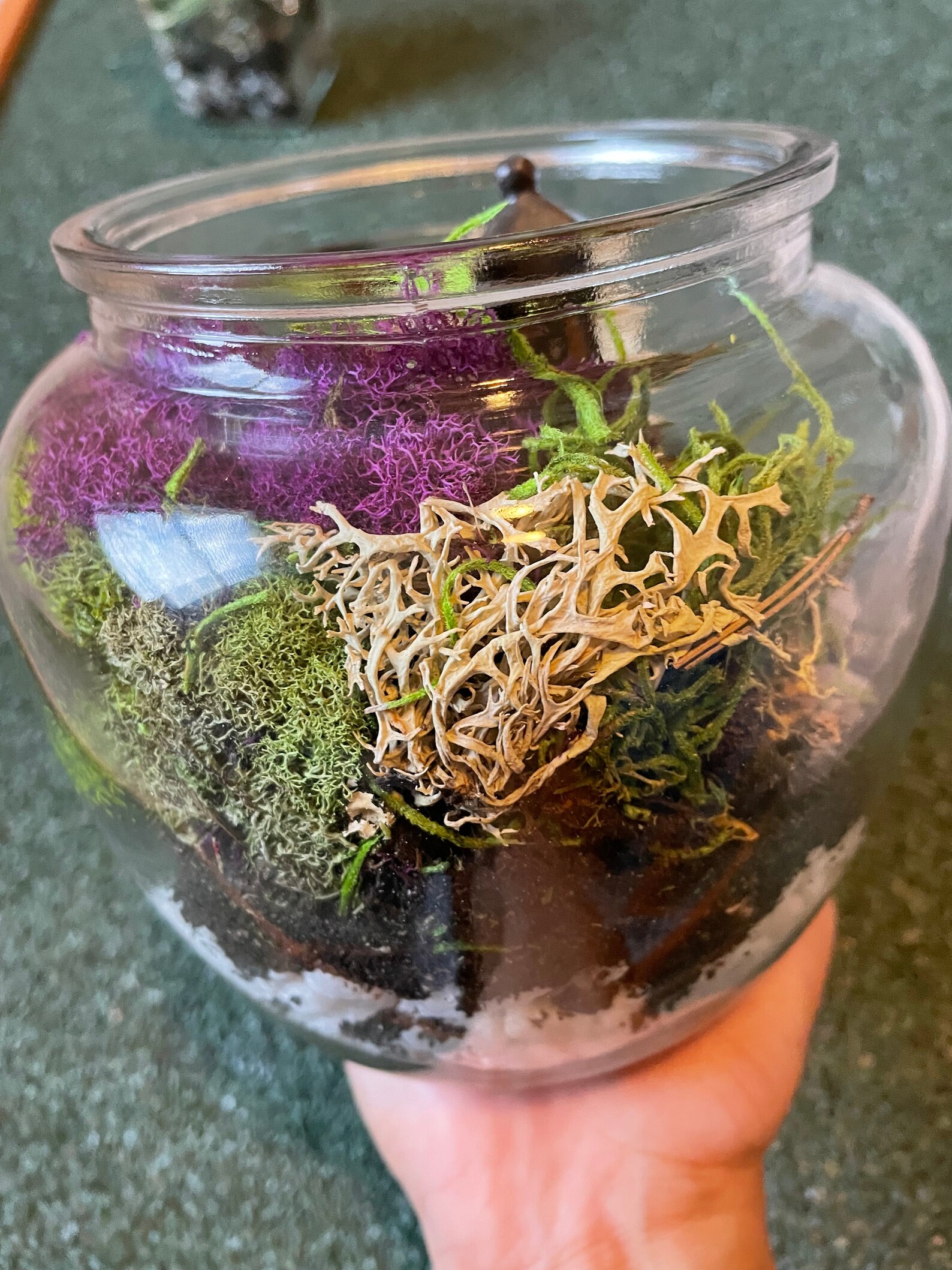 Enclosed Sustainable Terrarium/home Decor/plantterrarium Etsy UK